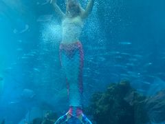 -海棠湾洲际-涛·海底餐厅·美人鱼·自助餐·海底隧道