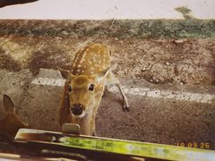 -清迈夜间动物园