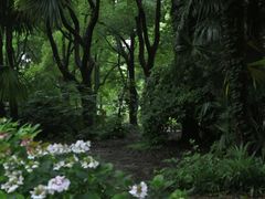 -上海共青森林公园