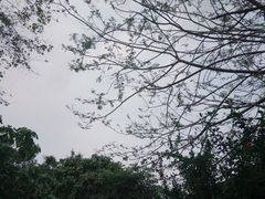 -华侨城湿地公园