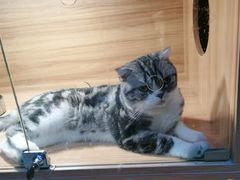 -喵百万·布偶·蓝金金渐层英短·猫舍(百子湾店)