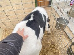 -君乐宝优致牧场