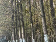 -桤木河湿地公园