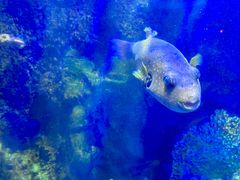 -太平洋海底世界