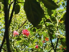 -洋湖国家湿地公园