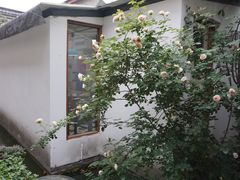 -两棵枇杷树