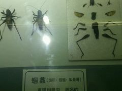 android_upload_pic-上海昆虫博物馆