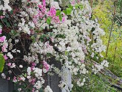 -深圳国际园林花卉博览园