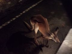 -清迈夜间动物园