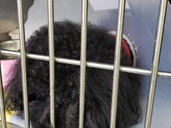 -美联众合动物医院·24h京西诊疗中心