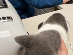 -瑞派康怡24h宠物医院·犬猫医疗中心·微创绝育(瑞景分院)