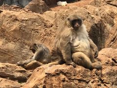 -昆明动物园