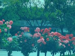-大慈恩寺(大雁塔)