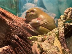 -上海大自然野生昆虫馆(东方明珠·爬宠昆虫探索中心)