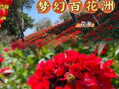 -松山湖梦幻百花洲