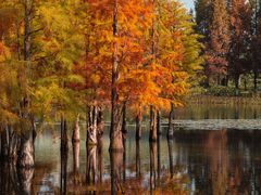 -白鹭湾湿地公园