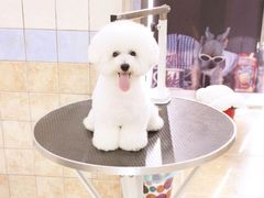 宁波诺比宠物美容造型照片-诺比宠物医院心脏内科·泌尿肾内外科·骨科急重症