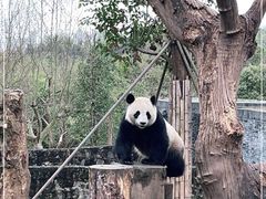 -都江堰中华大熊猫苑