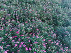 -松山湖梦幻百花洲