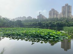 -前关湿地公园