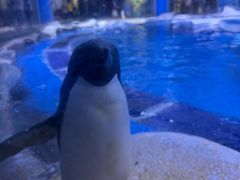 -上海海昌海洋公园-冰山北极馆