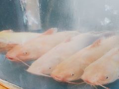 -蜀滋香鲜鱼美蛙火锅(339店)