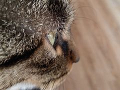 -猫的茶·猫咖