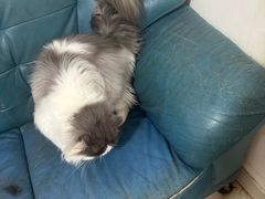 -瑞派伍一宠物医院·眼科·骨科·猫科转诊中心(马王堆院)