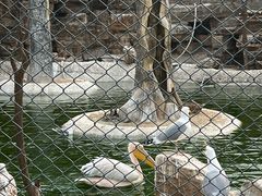 -石家庄市动物园