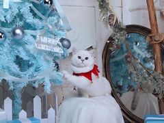 -超宠爱宠物摄影-Super pet