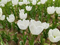 -上海鲜花港