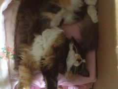 -美联众合动物医院·24h京西诊疗中心
