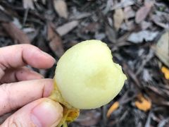 -塘栖枇杷特色园区