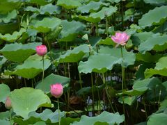 -荔湾湖公园