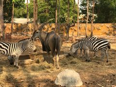 -清迈夜间动物园