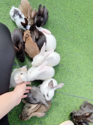 -萌宠亲子动物乐园(槐房万达店)