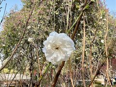 -桃花涧