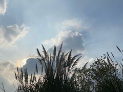 -桤木河湿地公园