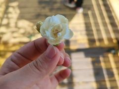 -中华茉莉园