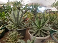 -龙大花卉苗木市场