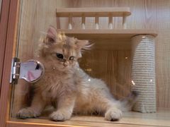 -猫猫幼稚园·撸猫·桌游·电玩