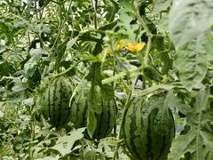 -庞各庄翠芳园西瓜蔬菜基地采摘园