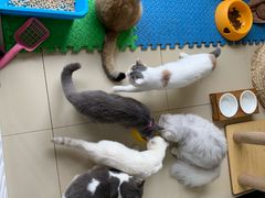 -东方名猫馆·英短金渐层布偶猫舍(环线广场1号楼店)