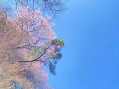 -少华山国家森林公园