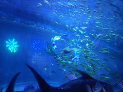 -华夏文旅海洋公园