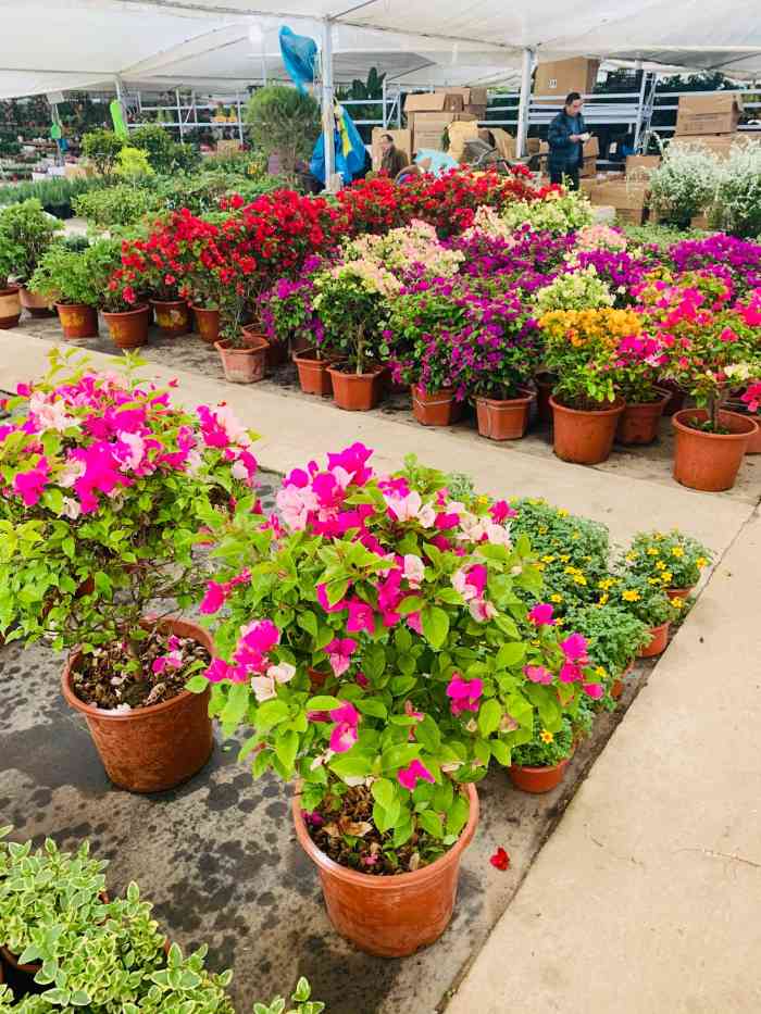 打分 应季的花卉品种比较多,价格也比较优惠,有时间的话慢慢的兜一兜