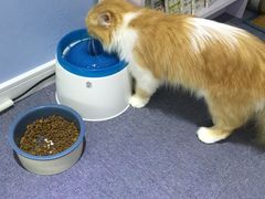 -喵的天空名猫咖啡馆·撸猫·猫舍·用品