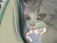 -乖乖宠物医院·猫科·骨科·24小时(云岗分院)