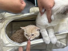 -派特宠物医院(圆融广场店)