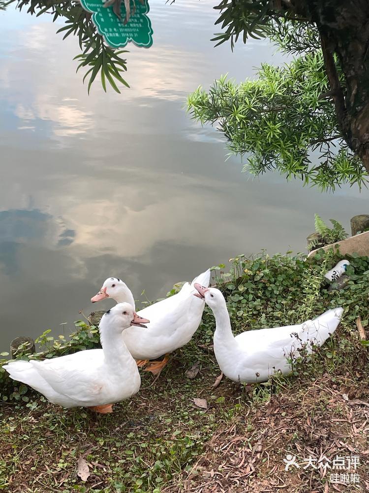 道滘飞鸭开心农场图片